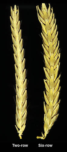 2 row vs 6 row barley