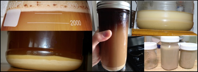 reused yeast in mason jars and erlenmeyer flasks